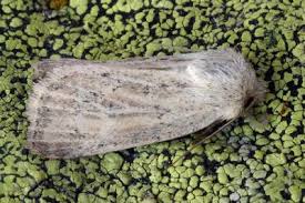 Image result for Photedes extrema