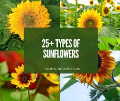 Sow one seed 1/2 inch deep per pot. 25 Different Types Of Sunflowers Cloud Information And Distribution