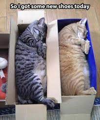 20 Pictures Of Cute Cats Doing Silly Things Cats Crazy Cats Cute Cats