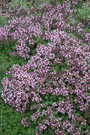 We did not find results for: Magic Carpet Thyme Thymus Serpyllum Magic Carpet In Richmond Fairfax Loudoun Prince William Fredericks Virginia Va At Meadows Farms Nurseries