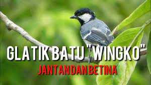 Cara Membedakan Gelatik Batu Jantan Dan Betina Anakan Tips Membedakan