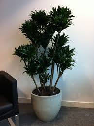 Dracaena Compacta In White Ceramic Container House Plants Container Gardening Plants