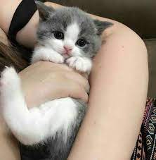 1 You As Kpop Idol Cute Baby Cats Baby Cats Cute Baby Animals