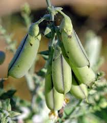 Image result for Crotalaria preladoi