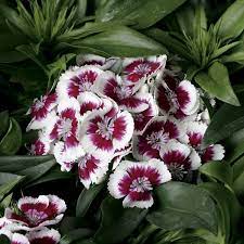 Dianthus Barbatus Barbarini Red Picotee Thinkplants Dianthus Barbatus Sweet William Flowers Annual Plants