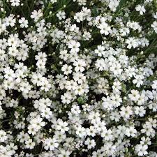 Pin On Flowers