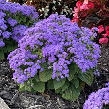 Image result for Ageratum