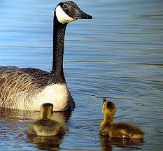 Identification Water Birds Of Colorado Pin On Colorado Birds