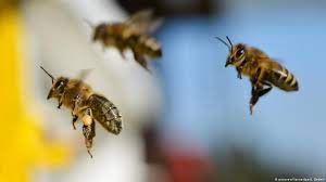 Assessment of pest population density must. Pesticides Also Harmful To Wild Bees And Butterflies Scientists Say Environment All Topics From Climate Change To Conservation Dw 17 08 2016