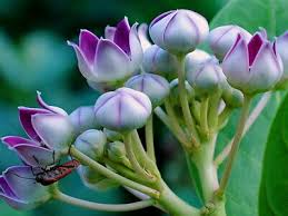 Image result for Calotropis gigantea