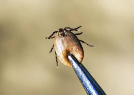 Their bites can kill adults in 24 hours without treatment and are even. How To Kill A Tick In 13 Ways And 18 Other Gross Facts Storyteller Travel