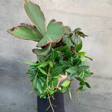 Image result for Peperomia abyssinica