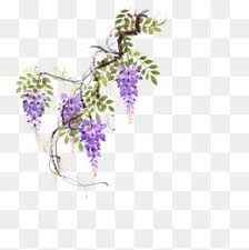 Millions Of Png Images Backgrounds And Vectors For Free Download Pngtree Plant Painting Vine Pictures Wisteria Flowers