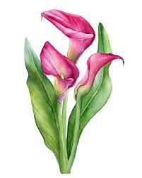 Image result for Zantedeschia rehmannii
