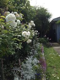 Pin By Elizabeth Floyd Art On Rose And Hydrangea Garden Garden Borders Rose Care Roses Garden Care