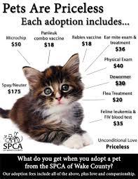 Pin By Sheila Lemmeyer On Adoption Cat Adoption Cat Fundraiser Pets