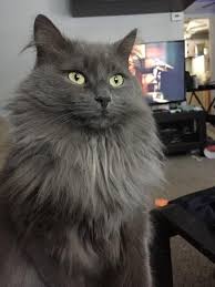 Nebelung Cat Breed Nebelung Cat Cat Breeds Cats