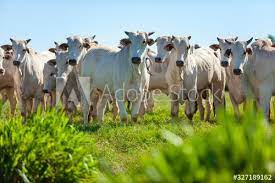 gado nelore no pasto da fazenda mato grosso do sul brasil pecuaria brasileira agronegocio in 2021 stock photos pasto animals