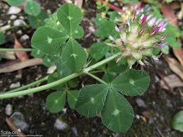 Image result for Trifolium spumosum
