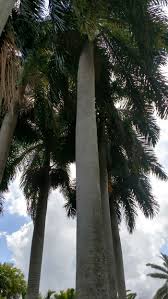 Image result for Roystonea regia