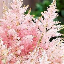 Light Pink Astilbe L Wholesale Flowers Diy Wedding Flowers Online Wedding Flowers Wholesale Flowers Diy Wedding Flowers