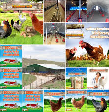 Tavuk Ciftlikleri Www Dogalciftlik Net Tavukculuk Tavuk Ciftlikler