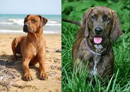 rhodesian ridgeback vs plott hound breed comparison