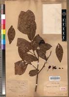 Image result for Ochna macrocalyx