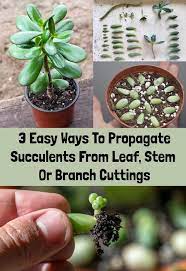 3 Ways To Propagate Succulents From Leaf Stem Or Branch Cuttings Propagate Succulents From Leaves Propagating Succulents Succulent Cuttings