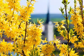 Forsythie Forsythia Pflanzen Schneiden Und Pflege Gartendialog De Pflanzen Seltene Pflanzen Garten Anpflanzen