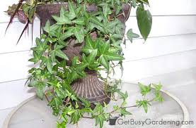 Indoor plant low light cold. 20 Fantastic Low Light Indoor Plants Houseplants That Love The Dark