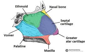 The nasal cavity and paranasal sinuses do many things: The Nasal Skeleton Bones Cartilage Fractures Teachmeanatomy