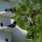 Sheltering Bluebirds, Swifts and Swallows: Purple Martins