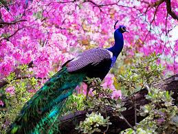 We did not find results for: Burung Merak Burung Bird Peacock Merak Peacock Wallpaper What Animal Are You Peacock Pictures