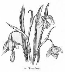 Pin On Pen Ink Floral
