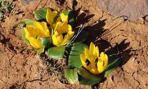 Image result for Daubenya