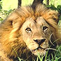 She looks very much like a very large normal feline cat. Lion Anatomy Big Cat Lion Lioness Anatomy