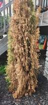 Image result for thuja drying out dead dried symptoms)