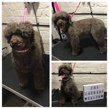 Coco Was An Absolute Gem Today For His Full Groom With Me Dog Doggroomer Doggrooming Petgroomer Petgrooming Petgr Pet Groomers Dog Grooming Pet Grooming