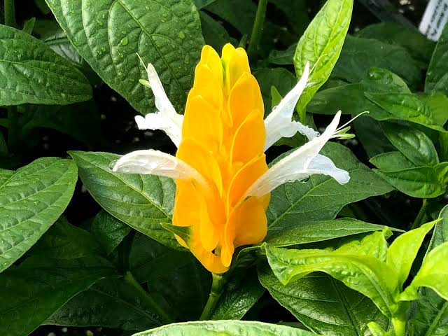Golden Shrimp Plant – Premier Growers, Inc.