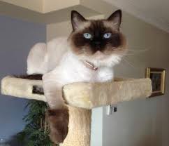 See more of ragdoll cats and kittens on facebook. Do You Shave Your Kitty For The Summer To Beat The Heat