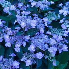 Tiny Tuff Stuff Mountain Hydrangea Flower Landscape Flower Garden Plans Colorful Garden