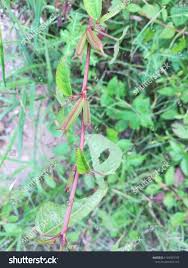 Image result for Corchorus fascicularis