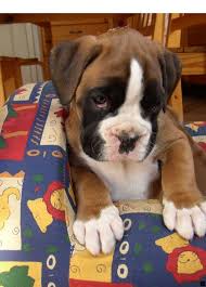 How to take care of a boxer. Click On The Link To Get More Information Where To Buy A Pug Simply Click Here To Find Out More Enjoy The Website Boxer Puppy Boxer Dogs Boxer Puppies