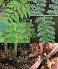 Image result for Dennstaedtiaceae