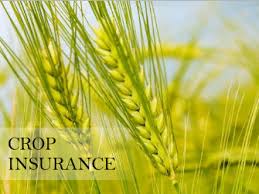 Customer reviews are tougher, with an average rating of just over. Farmers Insurance Crop Agriculture Insurance In Pakistan Uic Crop Insurance Farmers Insurance Insurance