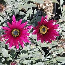 Image result for Arctotis