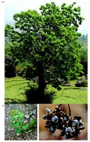 Image result for Kyllinga robinsoniana