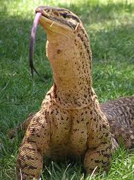 Black And White Lizard Australia Top 10 Australian Mythical Creatures Cryptids Lizard Monitor Lizard Reptiles And Amphibians