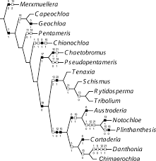 Image result for Pentameris pictigluma